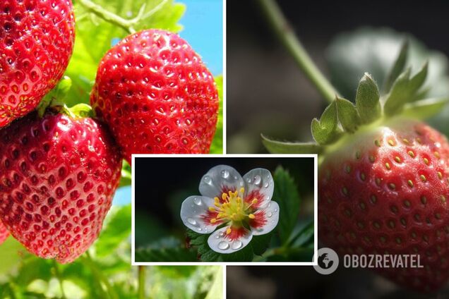 Чем подкормить клубнику в период цветения – как увеличить урожай ягод